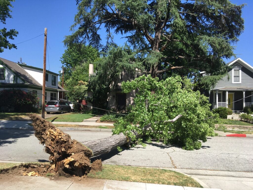 Read more about If a Tree Falls in South Pasadena – Does it Make a Sound?